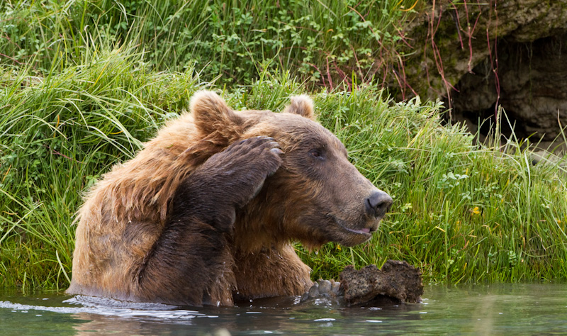 Swimming Grizzly Bear